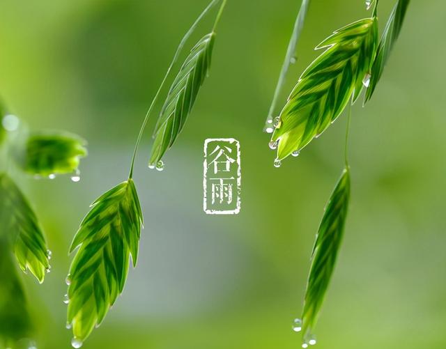 今日谷雨，农谚“清明要明，谷雨要淋”，谷雨下雨有啥说法吗？