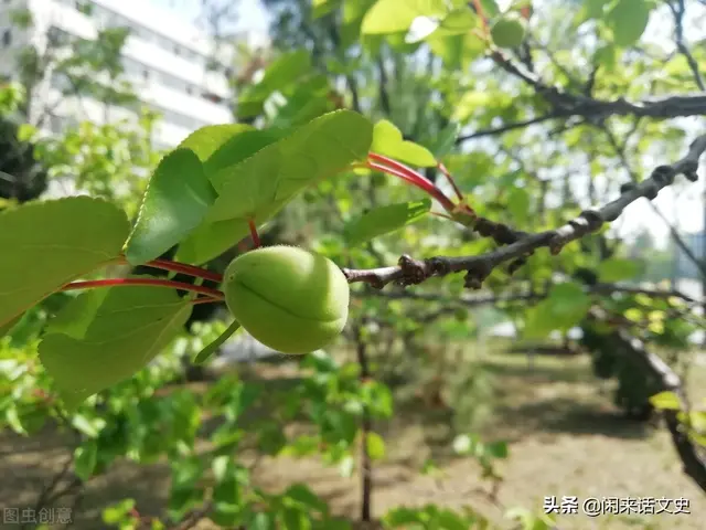 宋词中两首极为精美的《蝶恋花》，柔美婉约，深情缠绵，魅力无穷