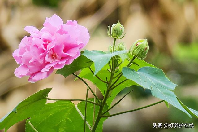 一芙蓉一诗词，秋色芙蓉竞相开