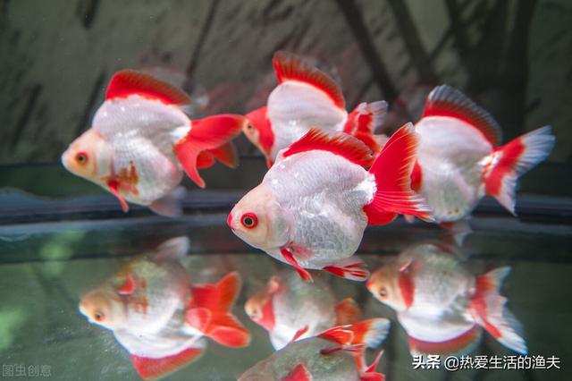 养金鱼如何换水 天天换水能行么 本篇提供金鱼换