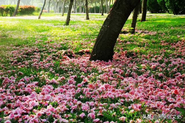 宋词中两首极为精美的《蝶恋花》，柔美婉约，深情缠绵，魅力无穷