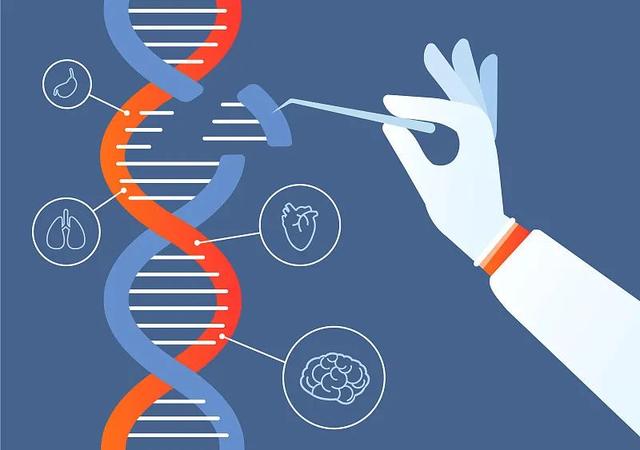吃猪肉还能治病?美基因编辑猪首次实现食用和医疗双重用途
