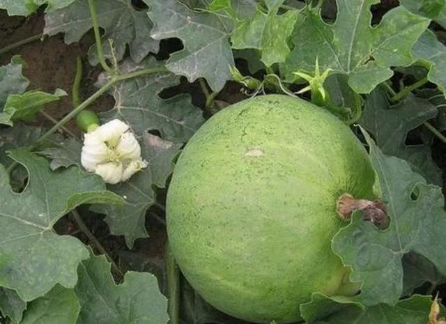 每日中药 天花粉