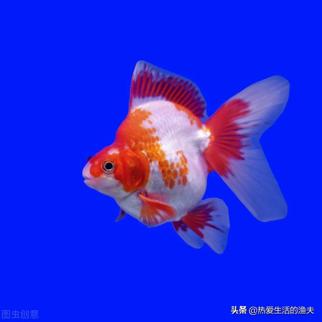 养金鱼如何换水 天天换水能行么 本篇提供金鱼换