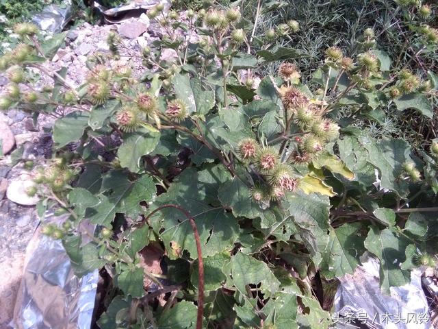 小时候见过的这种植物 我们叫 粘粘 现在才知道它叫