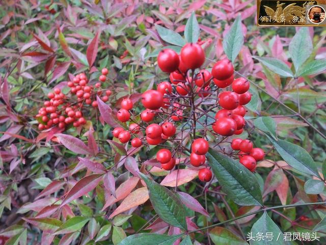 这种红果有小毒 它的名字叫南天竹 可解砒霜毒