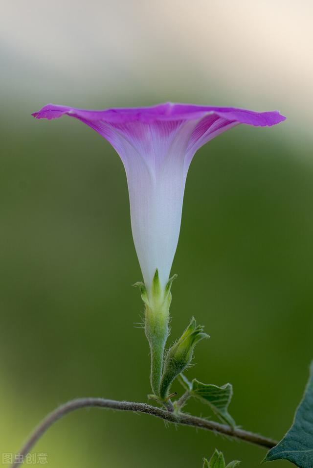人生若只如初见 何事悲欢 何处泪浅 何人相思已