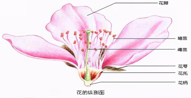 怎么分清梅杏樱桃李 梨花和海棠花 有这一篇足够了