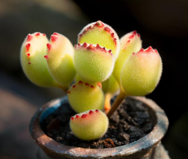 熊童子夏季最难熬 如果做好4点 不仅安稳度夏 还能养出红爪子