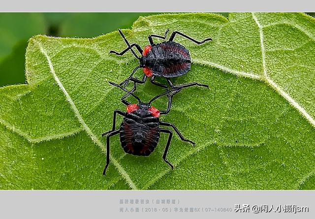 聊摄影 春天里 手机除了拍摄花草风景照 手机微距还可以拍