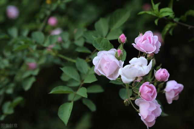 四月 梨花落 春欲晚 花事荼蘼 彼岸无期 闺中风暖
