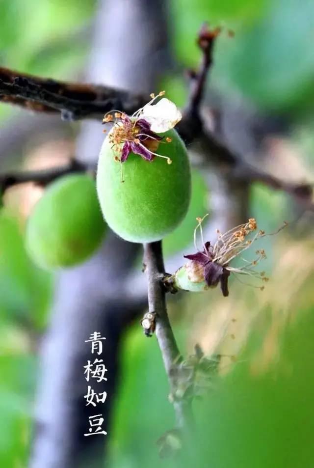 千年宋词，最美在春天