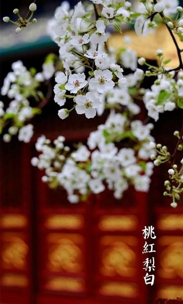 千年宋词，最美在春天